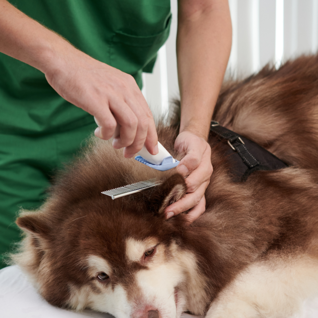 Read more about the article My dog will not get hot if I remove his coat – Fact or fiction