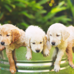 Building Resilient Puppies: How Modern Behavioural Science Shapes Confident Companions