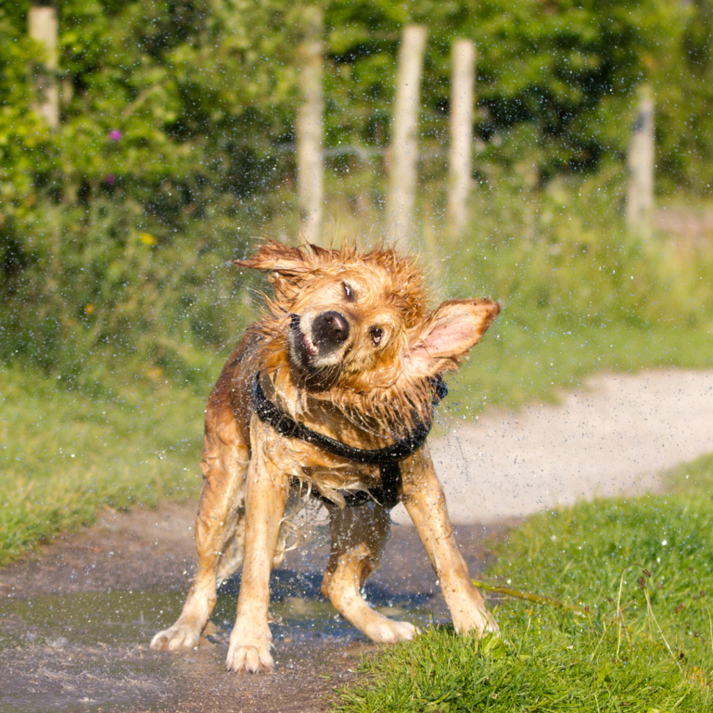 Read more about the article A solution to the smelly damp winter dog.