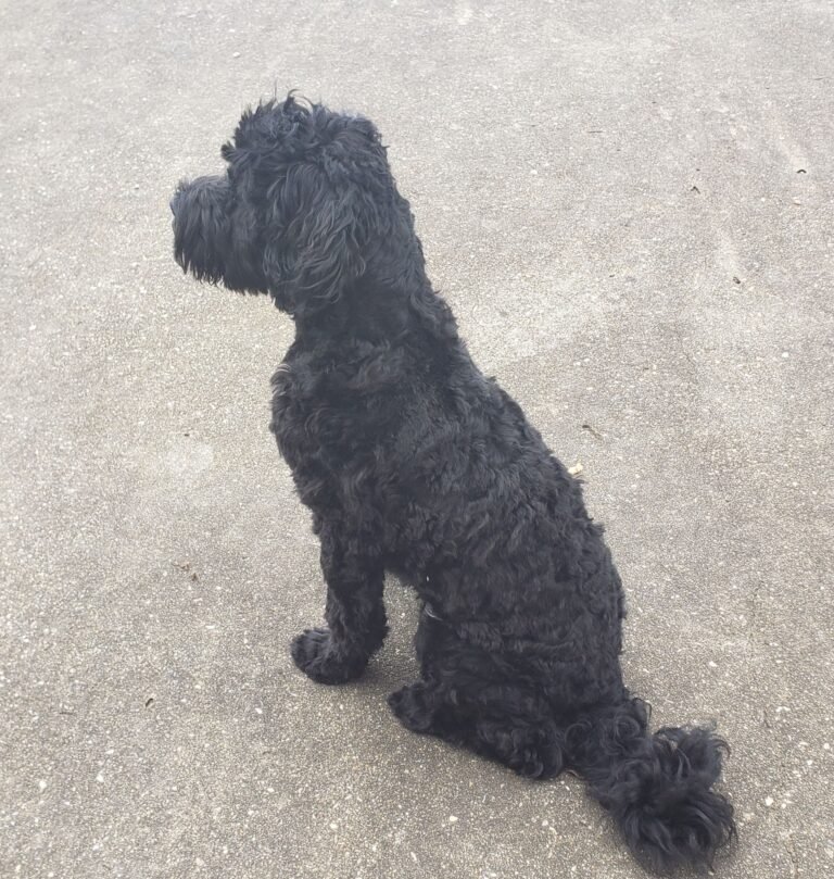 Cavoodle Puppies NSW