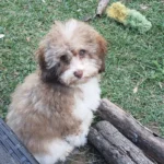 Questions Every Puppy Buyer Should Ask