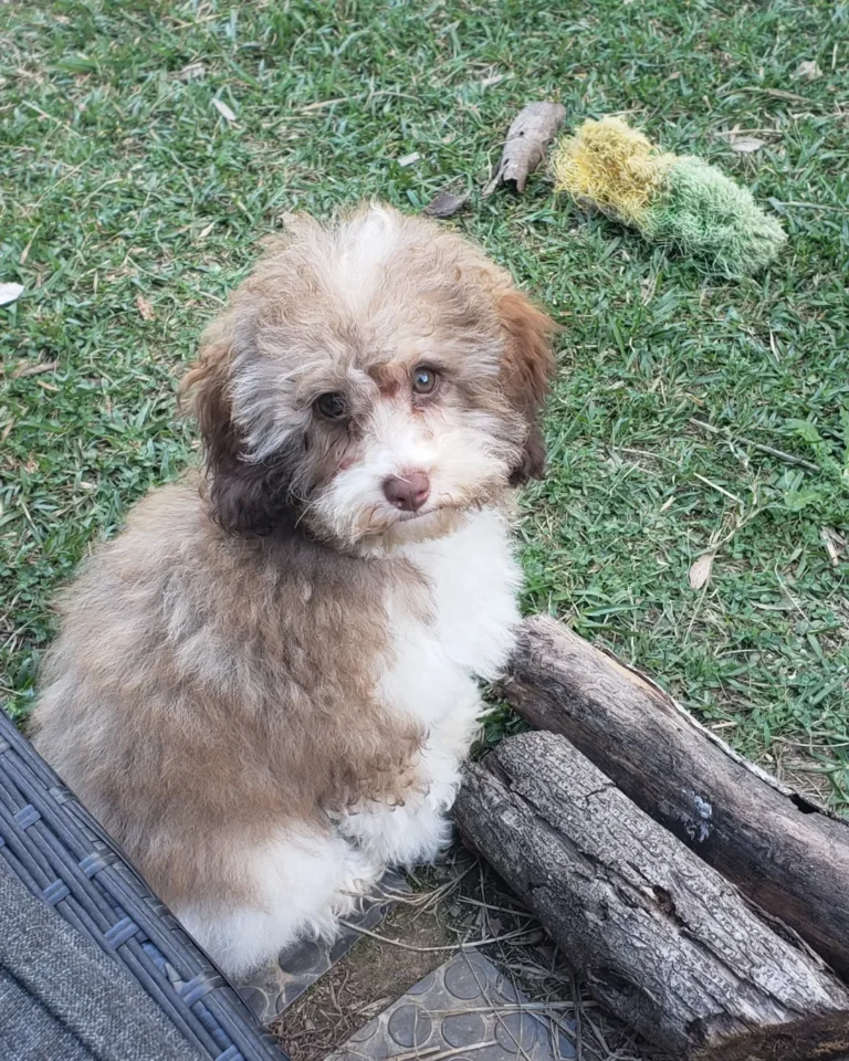 Cavoodle Puppies NSW