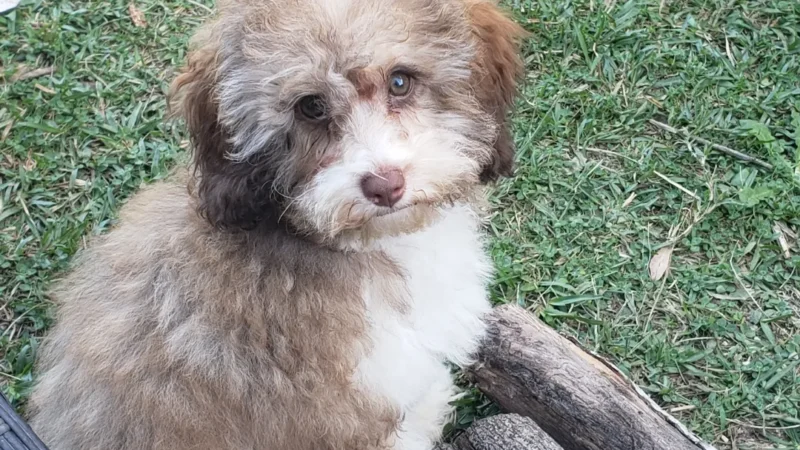 Cavoodle Puppies NSW