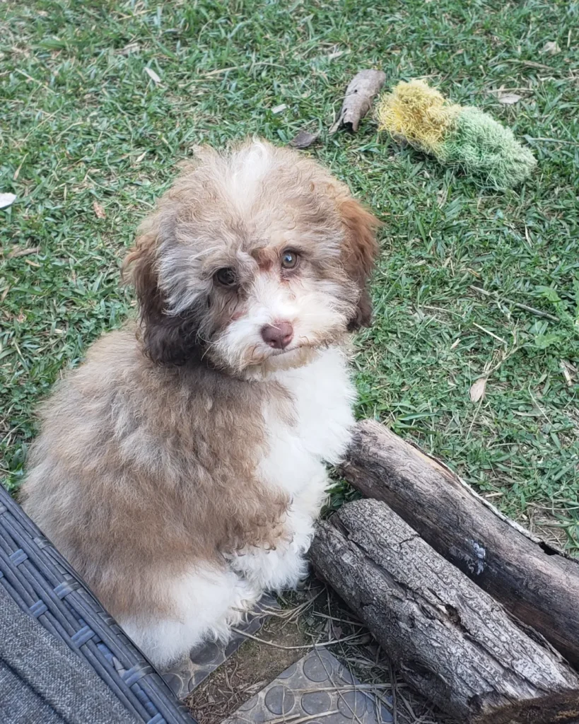 Read more about the article Questions Every Puppy Buyer Should Ask
