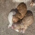 🐾 Puppy Age Checklist – Is Now the Right Time?