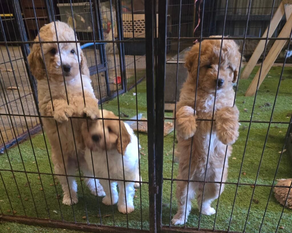Read more about the article Puppy Siblings Done Right: A Guide to Confident, Happy Dogs