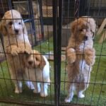 Puppy Siblings Done Right: A Guide to Confident, Happy Dogs