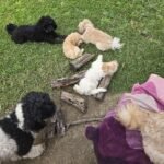 🐾 What a Modern Professional Breeder Should Be Doing