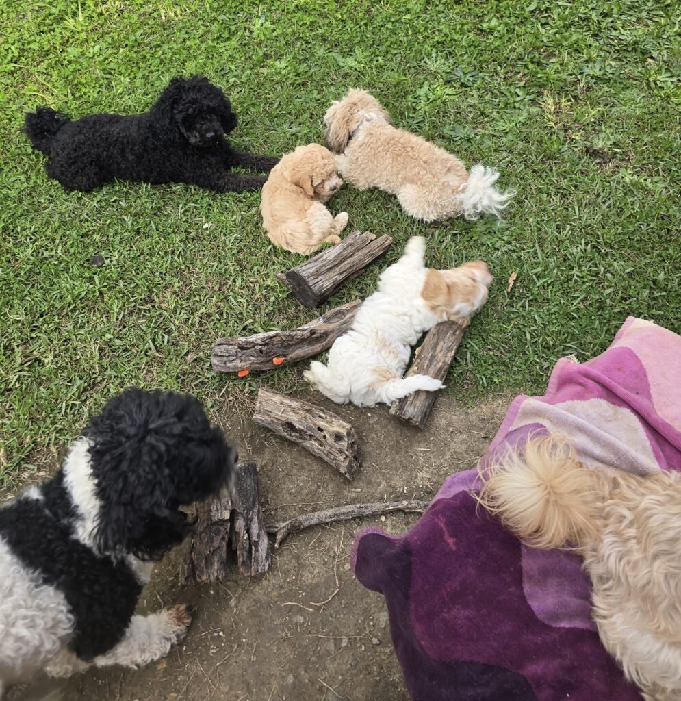 Read more about the article 🐾 What a Modern Professional Breeder Should Be Doing
