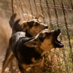 Reactivity Red Flags Every Puppy Owner Should Know