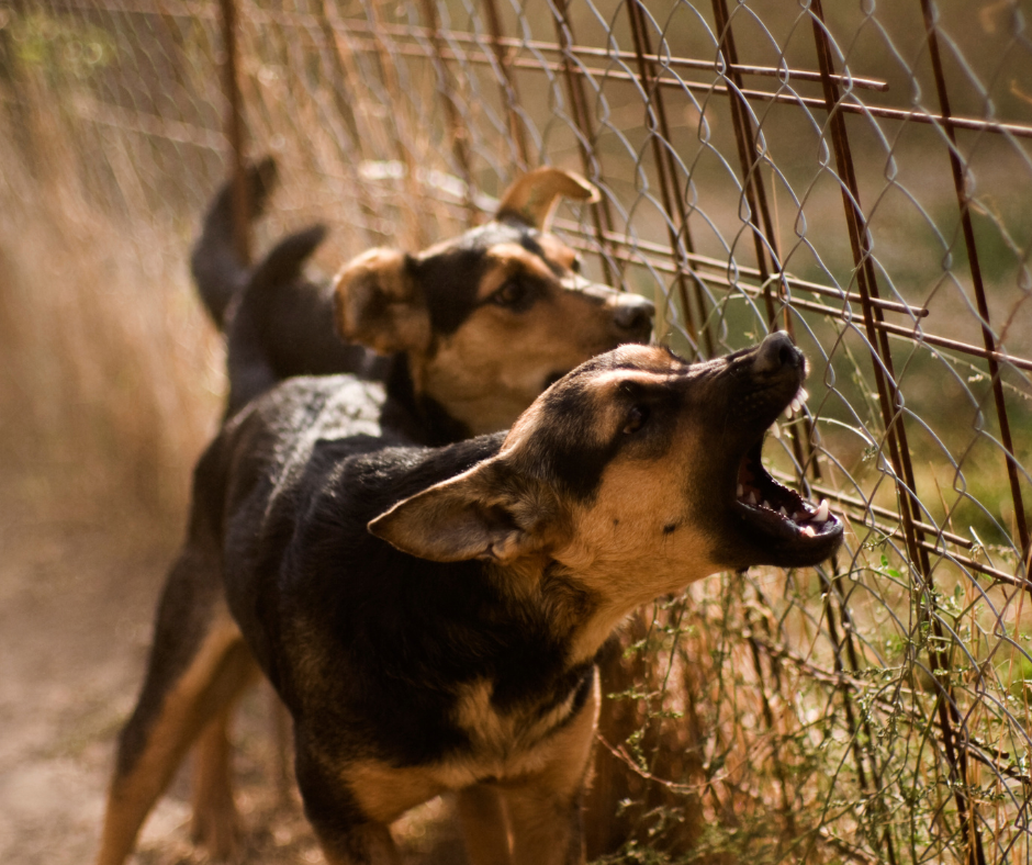 Read more about the article Reactivity Red Flags Every Puppy Owner Should Know