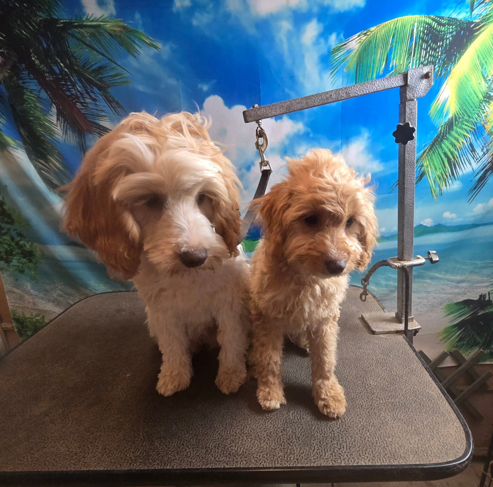Cavoodle Puppies