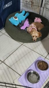 Roxy the Cavoodle puppy resting peacefully in new home after positive early training.