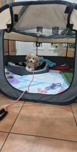 Cuddles the Cavoodle enjoying quiet playtime — showing confidence from structured puppy program.